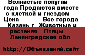 Волнистые попугаи, 2 года.Продаются вместе с клеткой и гнездом. › Цена ­ 2 800 - Все города, Казань г. Животные и растения » Птицы   . Ленинградская обл.